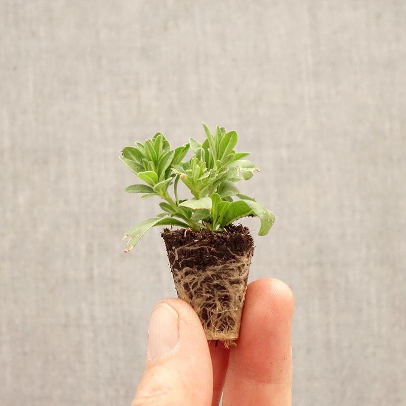 Esimerkki keväällä toimitetusta Nappipetunia Diva Cherry Minipaakku Ø 3/4 cm-taimesta