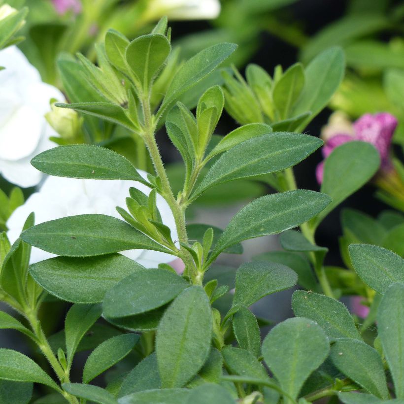 Miljoonakello Can-Can Rosies Pink Vein (Lehvistö)