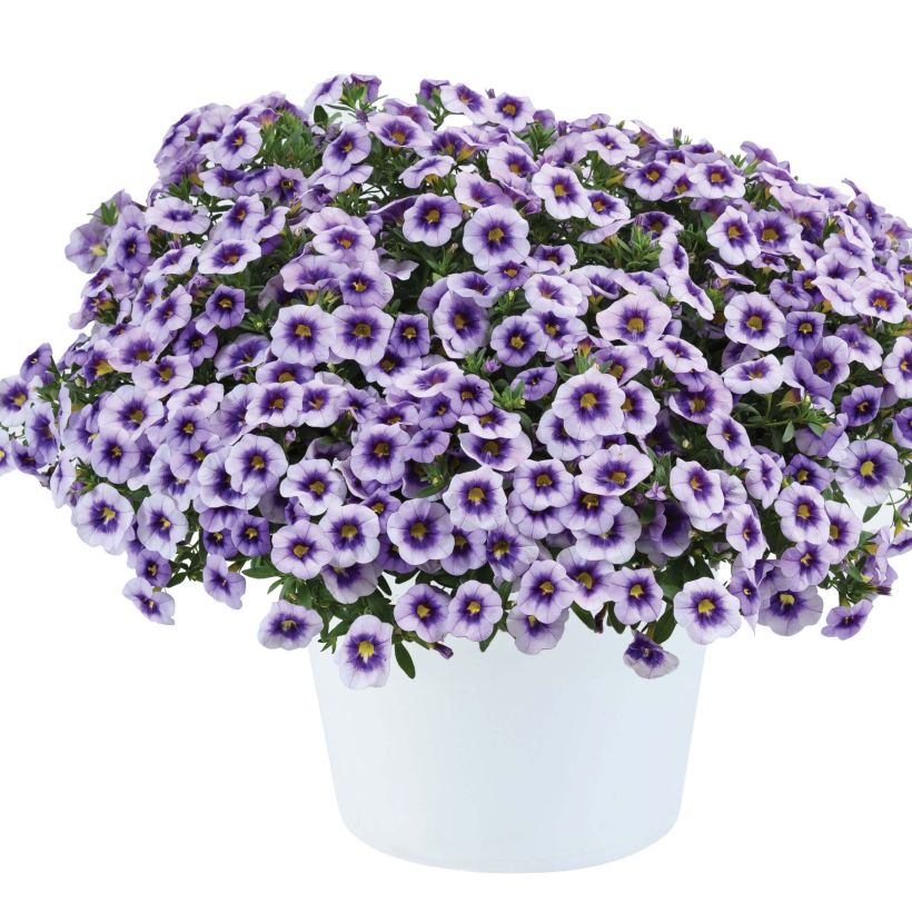 Miljoonakello Eyeconic Purple (Kasvutapa)