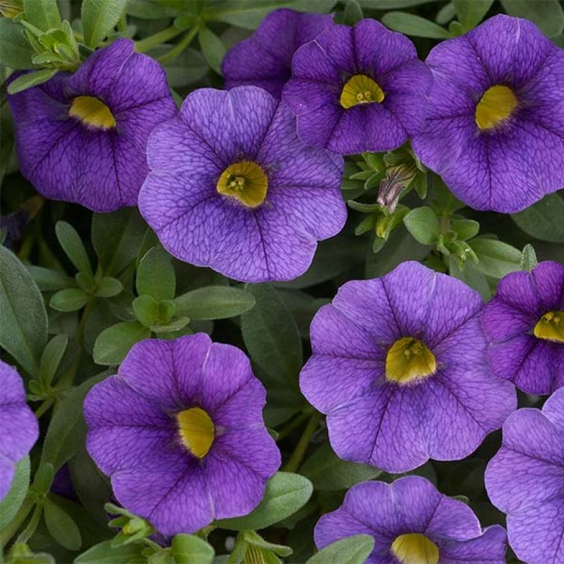Miljoonakello Superbells Unique Blue Violet (Kukinta)
