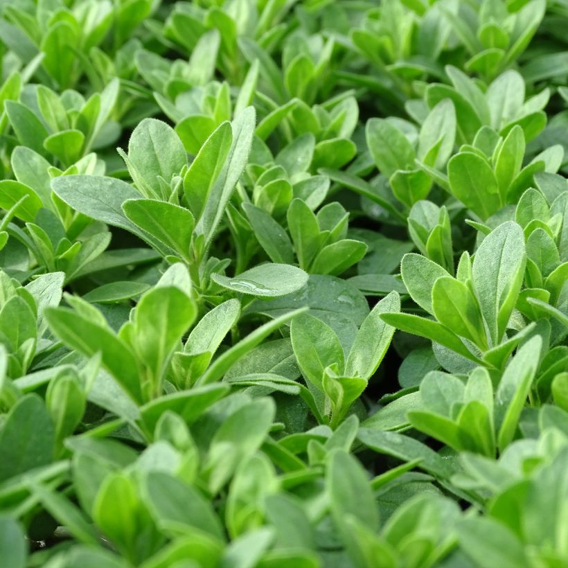 Miljoonakello Noa Bubblegum (Lehvistö)