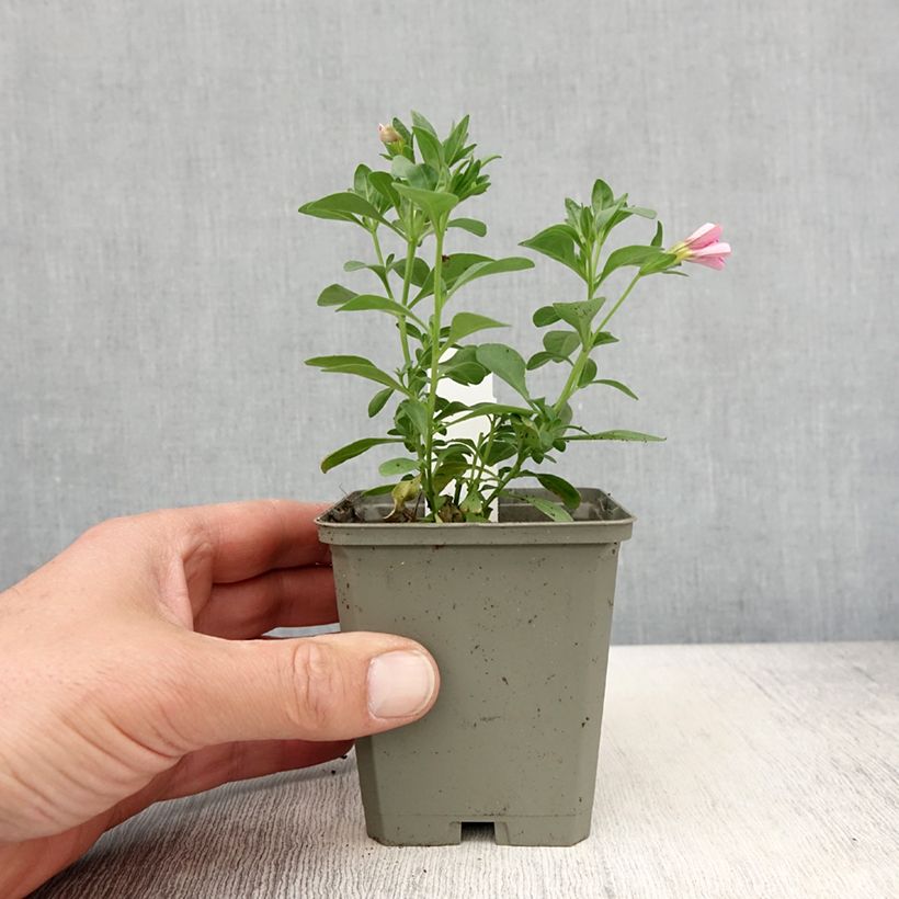 Esimerkki keväällä toimitetusta Miljoonakello Noa Bubblegum Godet de 8/9 cm-taimesta