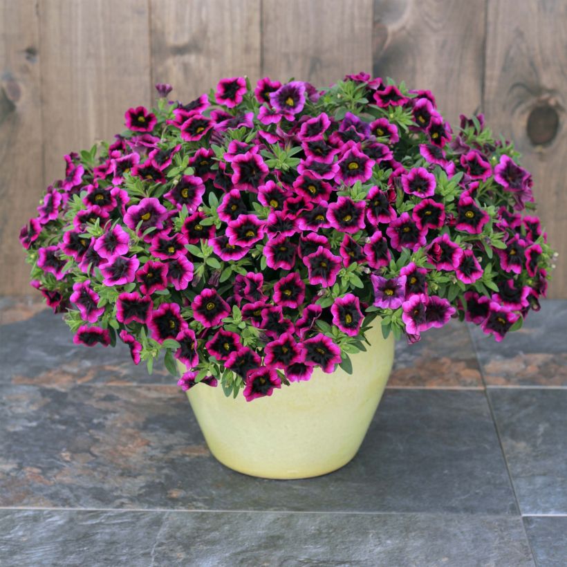 Miljoonakello Superbells Blackcurrant Punch (Kasvutapa)