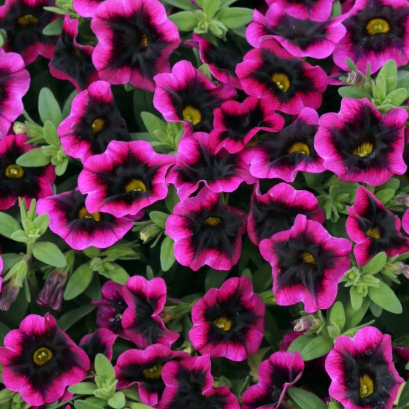 Miljoonakello Superbells Blackcurrant Punch (Kukinta)