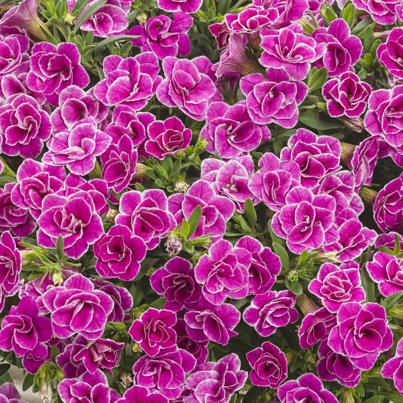 Miljoonakello Superbells Sweet Love (Kukinta)