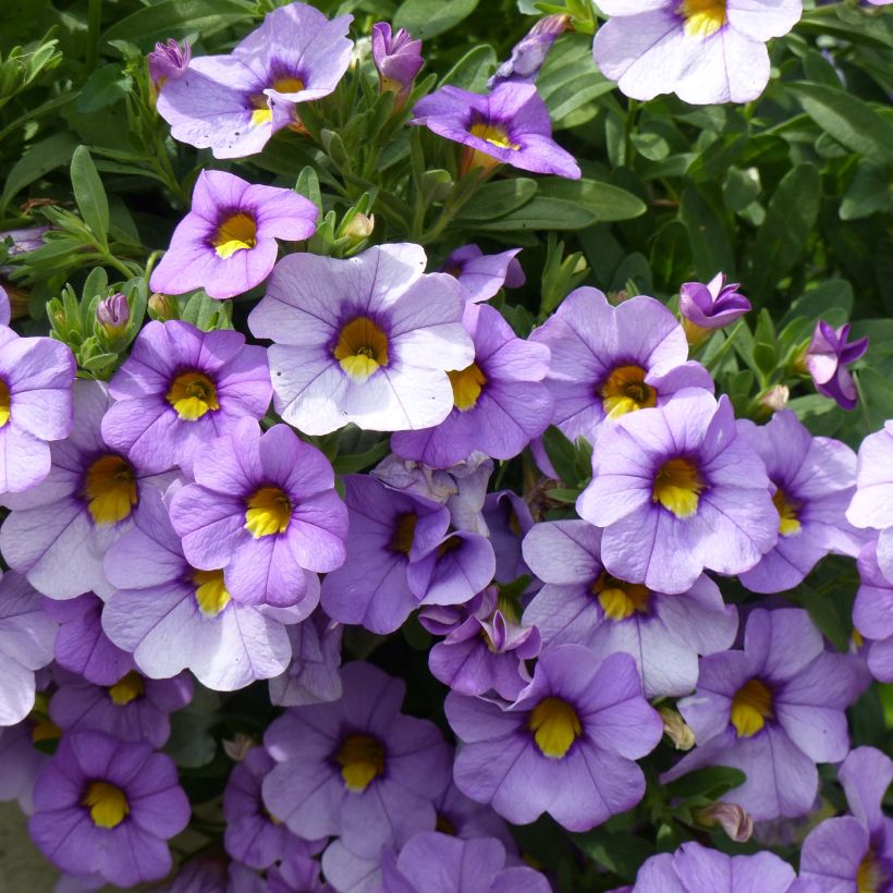 Miljoonakello Superbells Unique Lavender (Kukinta)