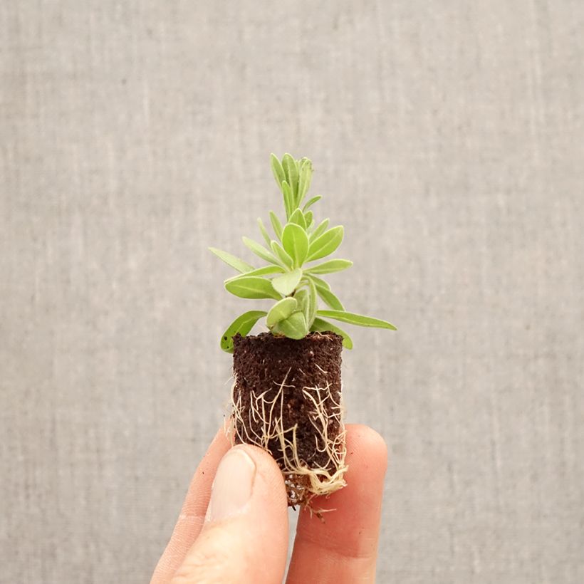 Esimerkki keväällä toimitetusta Pikkupetunia Wisteria Star Minipaakku Ø 3/4 cm-taimesta