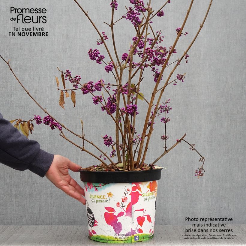 Esimerkki syksyllä toimitetusta Helmimarja Imperial Pearl 7,5 litran / 10 litran ruukku-taimesta