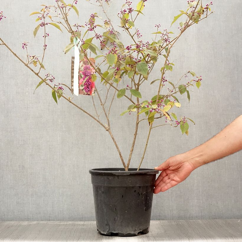 Esimerkki kesällä toimitetusta Helmimarja Imperial Pearl Pot de 7,5L/10L-taimesta