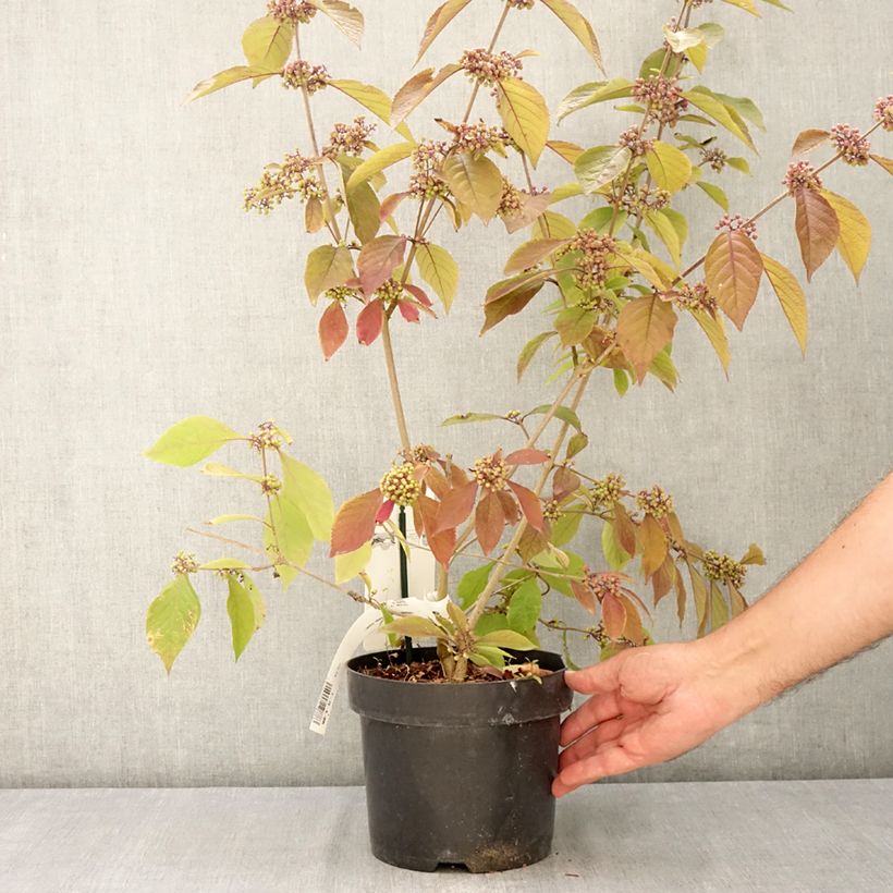 Esimerkki kesällä toimitetusta Helmimarja Imperial Pearl Pot de 3L/4L-taimesta