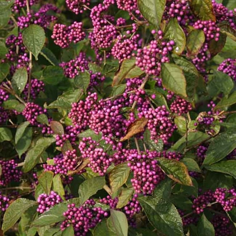 Helmimarja Profusion (Kukinta)