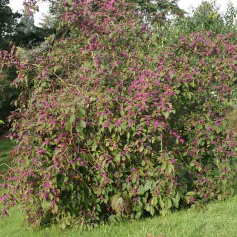 Helmimarja Profusion (Kasvutapa)