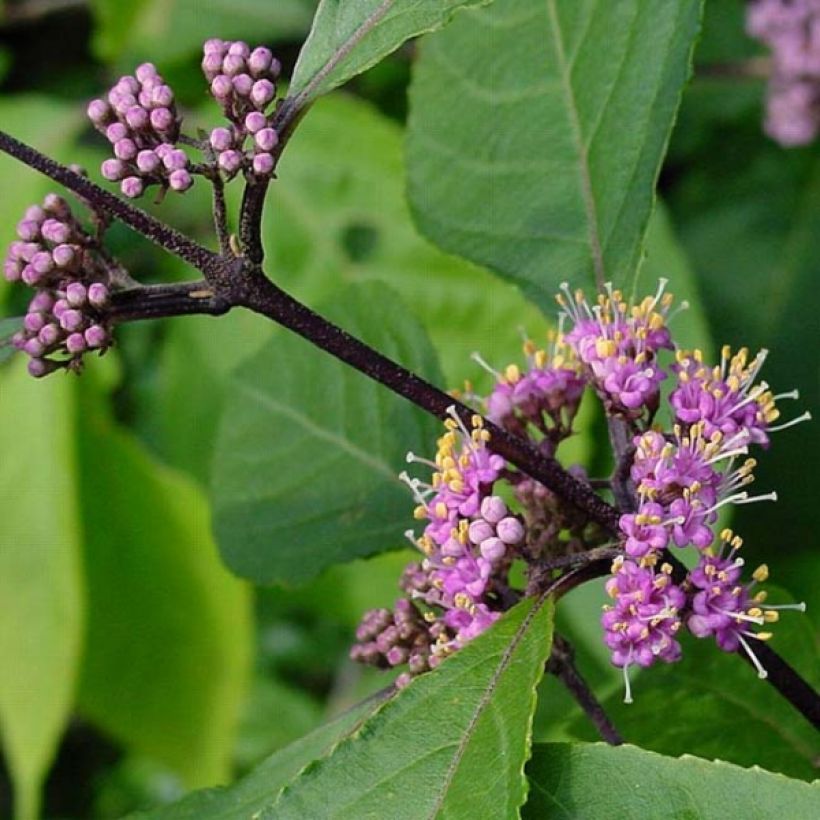 Helmimarja Profusion (Lehvistö)