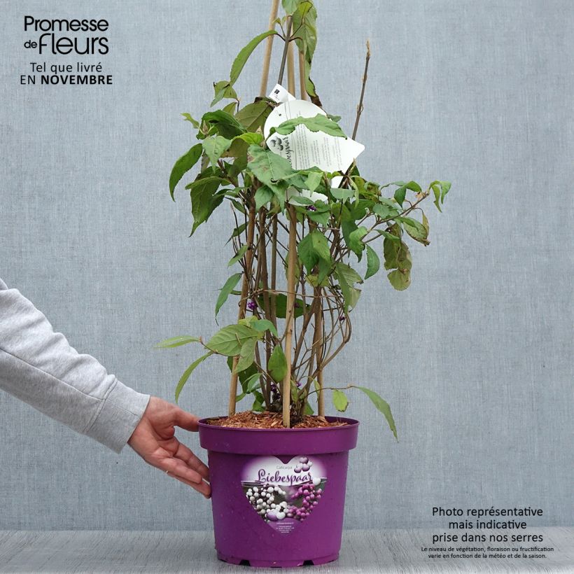Esimerkki syksyllä toimitetusta Callicarpa bodinieri Liebespaar - Arbuste aux bonbons Pot de 7,5L/10L-taimesta