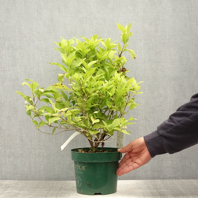 Esimerkki kesällä toimitetusta Helmimarja Magical Snowqueen Pot de 3L/4L-taimesta