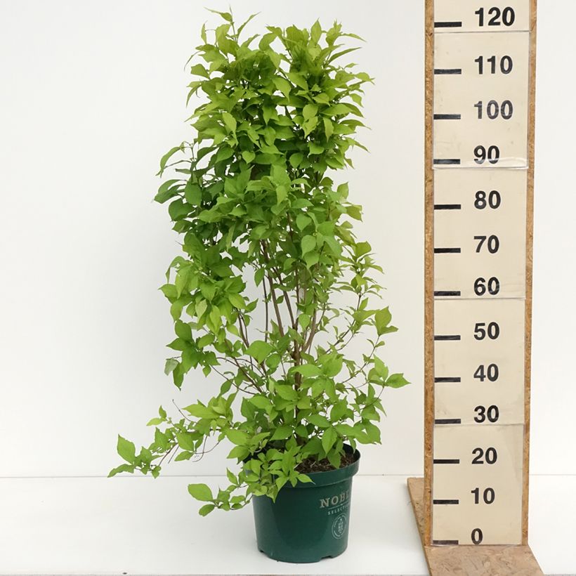 Esimerkki keväällä toimitetusta Helmimarja Magical Snowqueen Pot de 7,5L/10L-taimesta