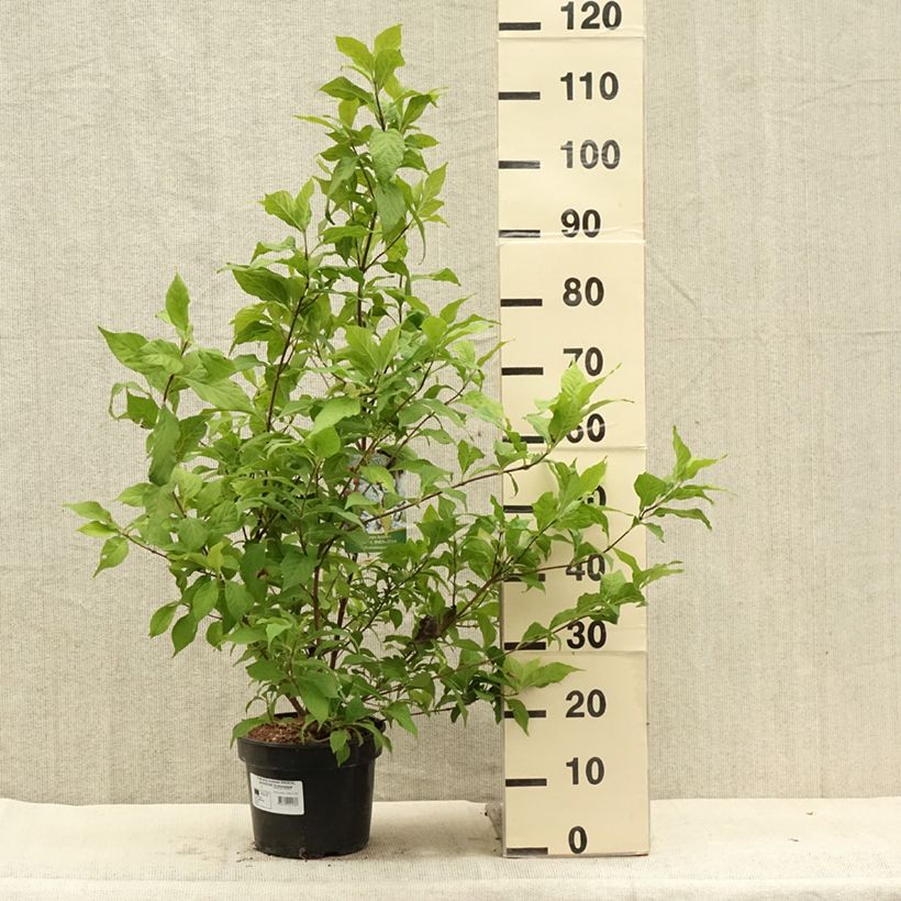 Esimerkki kesällä toimitetusta Helmimarja Magical Snowstar Pot de 3L/4L-taimesta