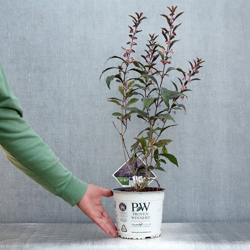 Esimerkki kesällä toimitetusta Callicarpa bodinieri Pearl Glam Pot de 3L/4L-taimesta