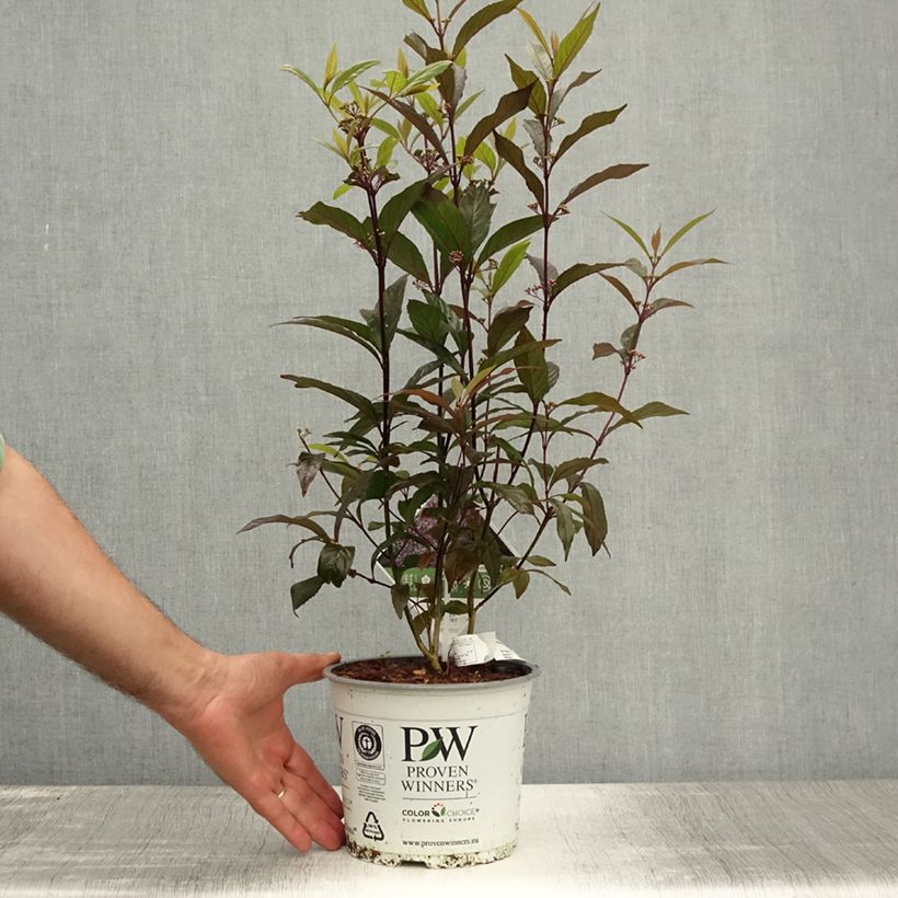 Esimerkki kesällä toimitetusta Callicarpa bodinieri Pearl Glam Pot de 7,5L/10L-taimesta