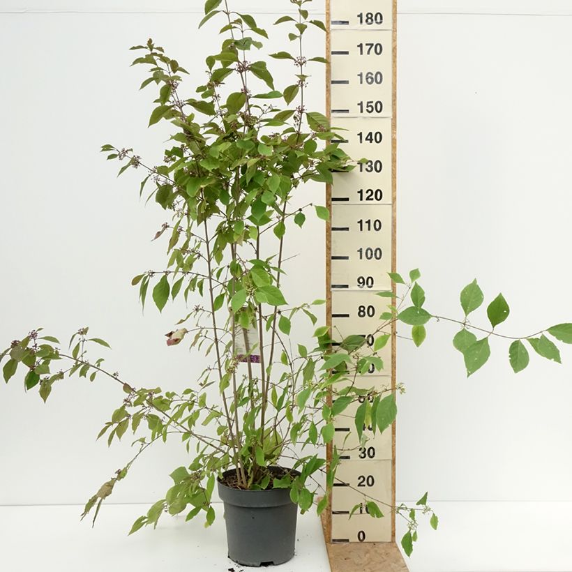 Esimerkki kesällä toimitetusta Helmimarja Profusion Pot de 12L/15L-taimesta