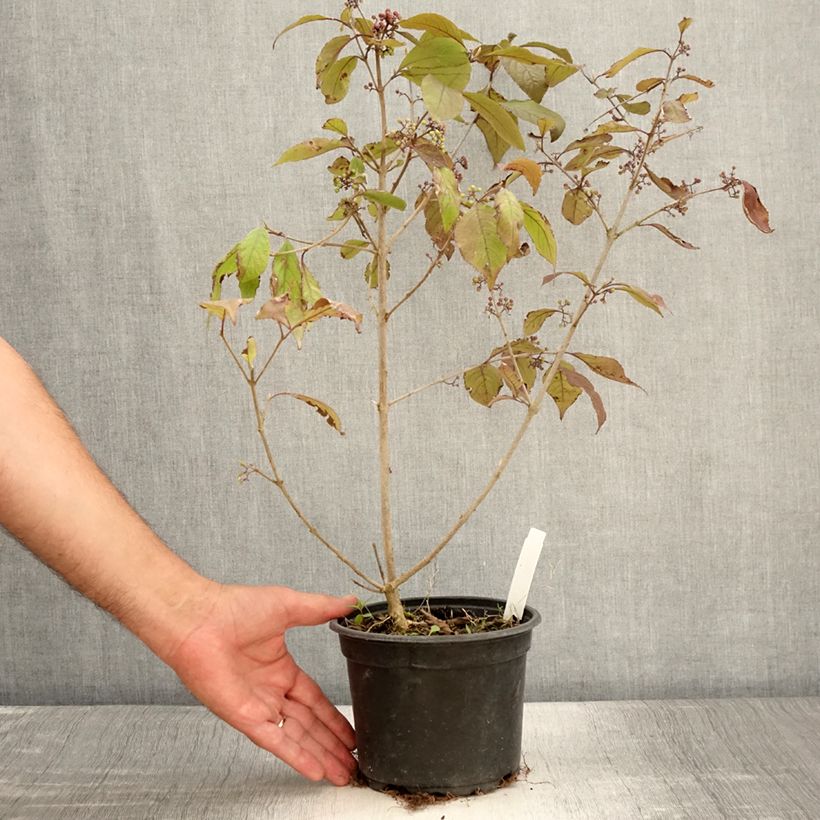 Esimerkki kesällä toimitetusta Helmimarja Profusion Pot de 2L/3L-taimesta