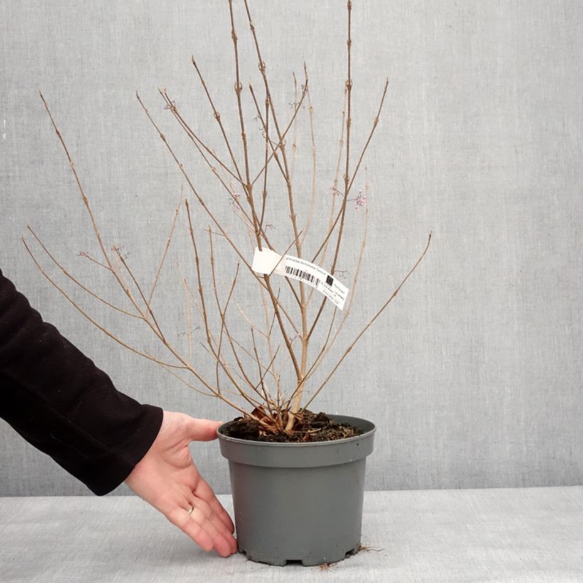Esimerkki talvella toimitetusta Callicarpa dichotoma Cardinal - Arbuste aux bonbons Pot de 2L/3L-taimesta