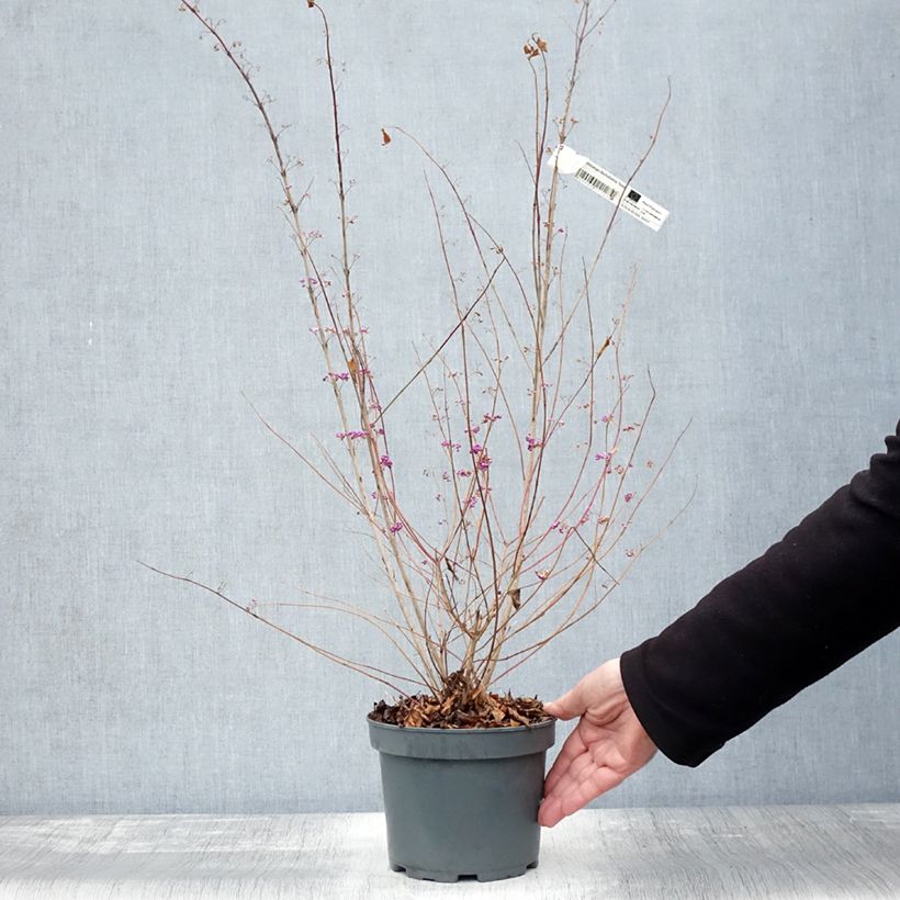Esimerkki syksyllä toimitetusta Callicarpa dichotoma Issai Pot de 3L/4L-taimesta