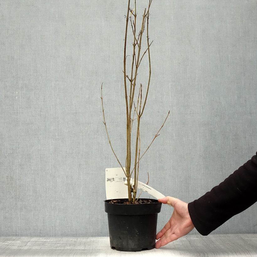 Esimerkki syksyllä toimitetusta Helmimarja - Callicarpa kwangtungensis 2 litran/3 litran ruukku-taimesta