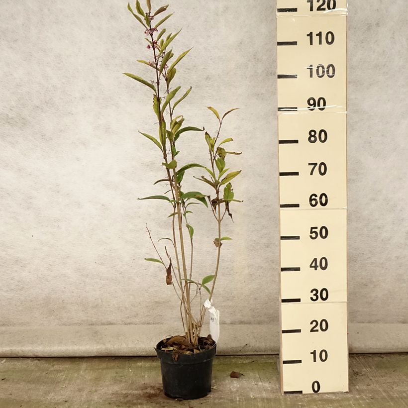 Esimerkki kesällä toimitetusta Helmimarja - Callicarpa kwangtungensis Pot de 2L/3L-taimesta