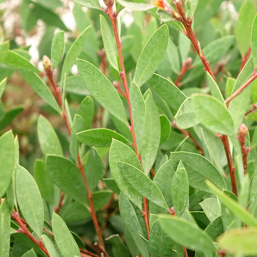 Pullonharja Mauve Mist (Lehvistö)