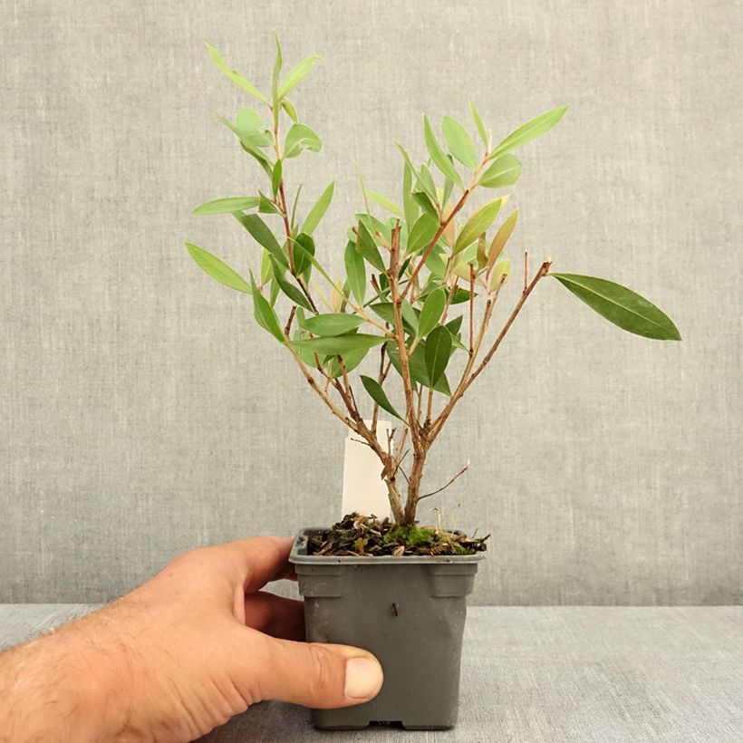 Esimerkki kesällä toimitetusta Pullonharja Splendens 8/9 cm taimiruukku-taimesta