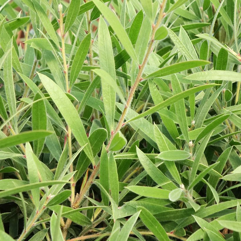 Norjalamppuharja Outback Flame (Lehvistö)