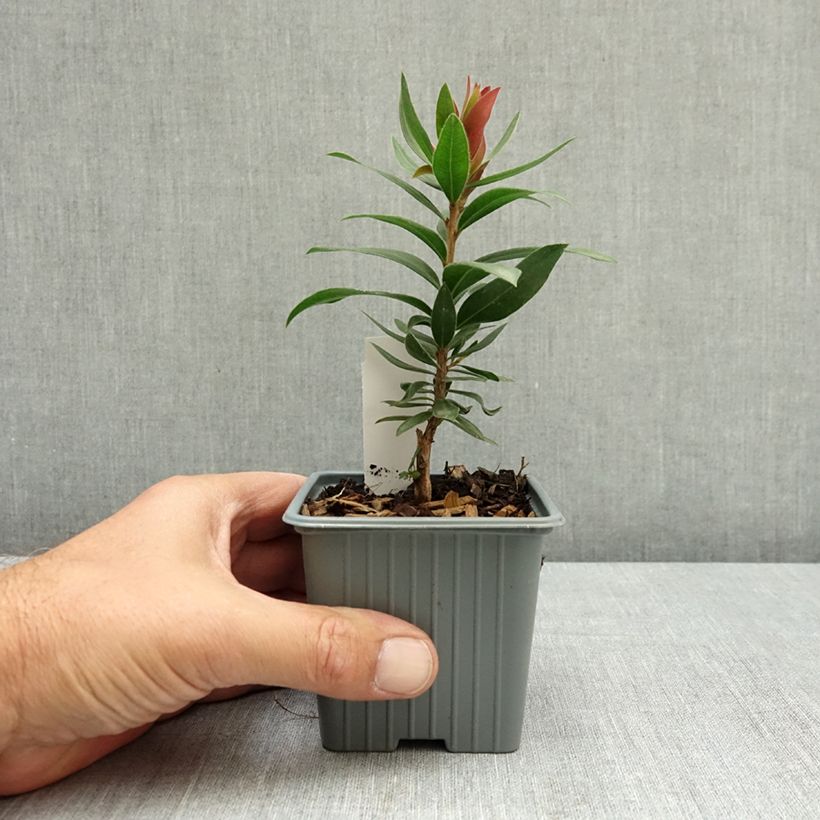 Esimerkki kesällä toimitetusta Lamppuharja Red rocket 8/9 cm taimiruukku-taimesta