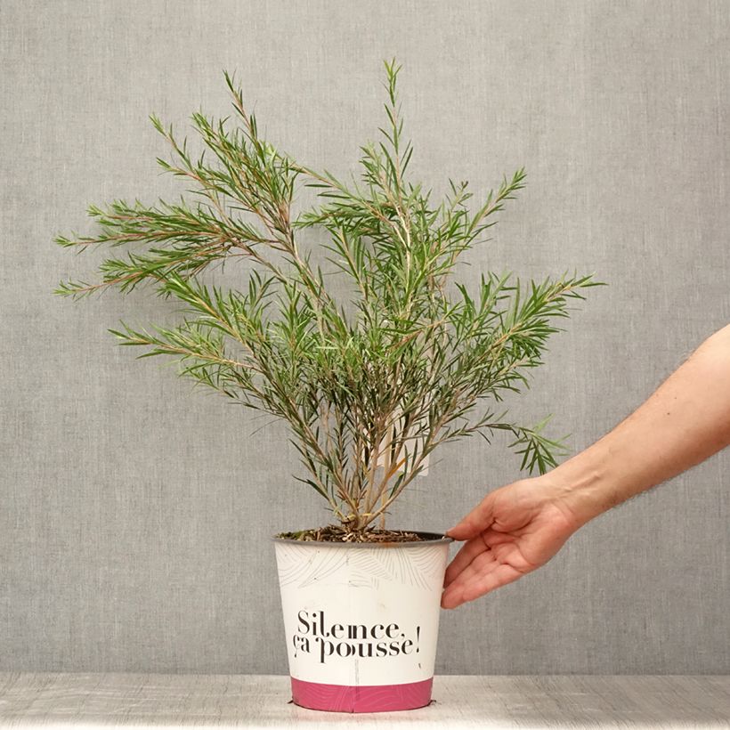 Esimerkki kesällä toimitetusta Jäykkälamppuharja - Callistemon rigidus Ruukku 4L / 5L-taimesta