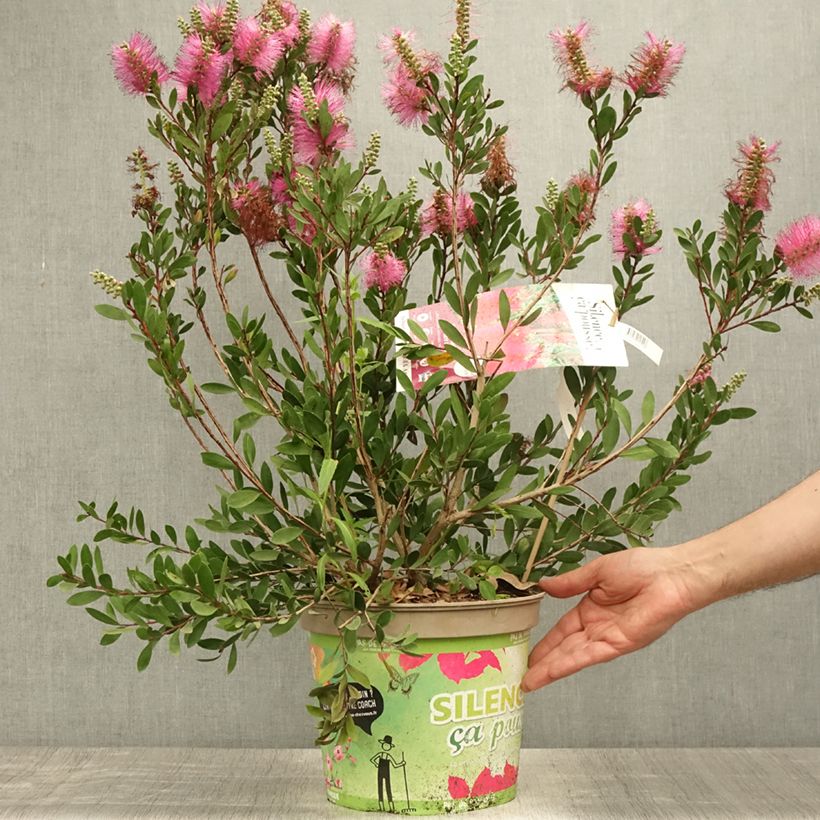Esimerkki kesällä toimitetusta Kaarnamyrti Hot Pink Ruukku 6L / 7L-taimesta