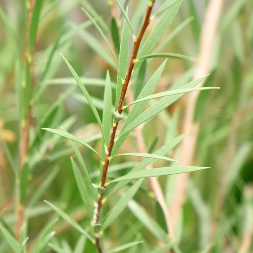 Lamppuharja Woodlander's Hardy (Lehvistö)