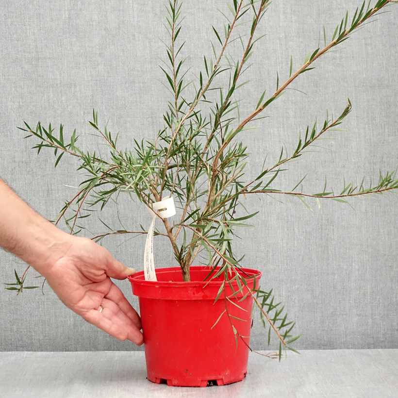 Esimerkki kesällä toimitetusta Lamppuharja Woodlander's Hardy 3 litran/4 litran ruukku-taimesta