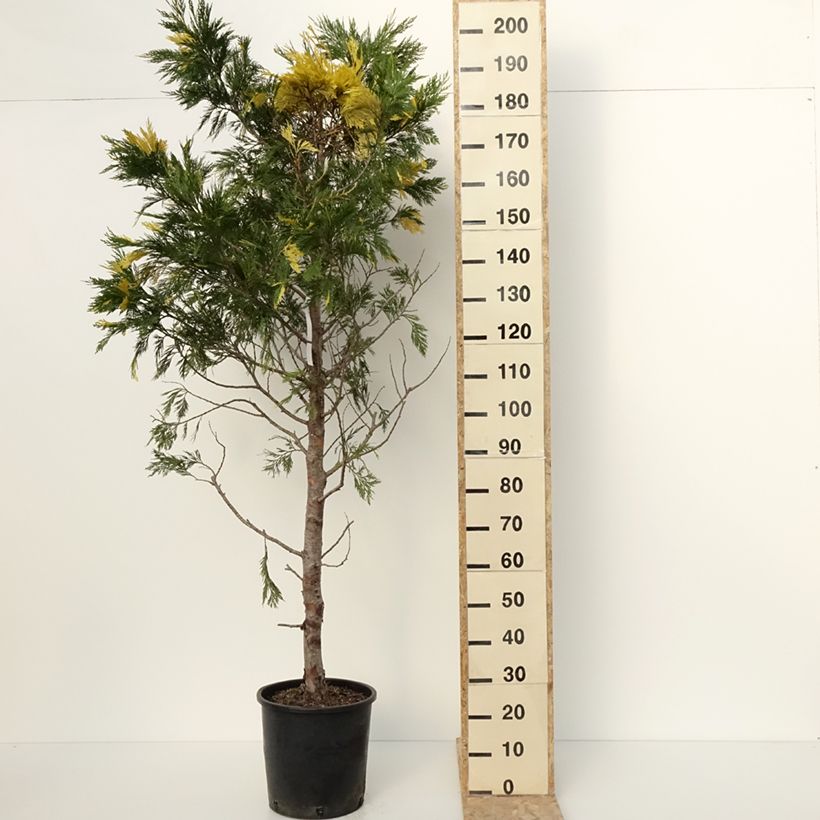 Esimerkki talvella toimitetusta Calocedrus decurrens Aureovariegata - Cèdre blanc de Californie Pot de 18L/20L-taimesta