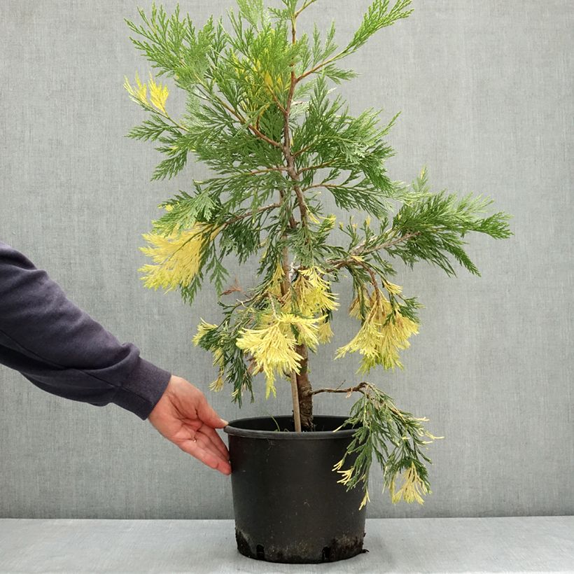 Esimerkki kesällä toimitetusta Oregonintuoksusetri Aureovariegata 7,5 litran / 10 litran ruukku-taimesta
