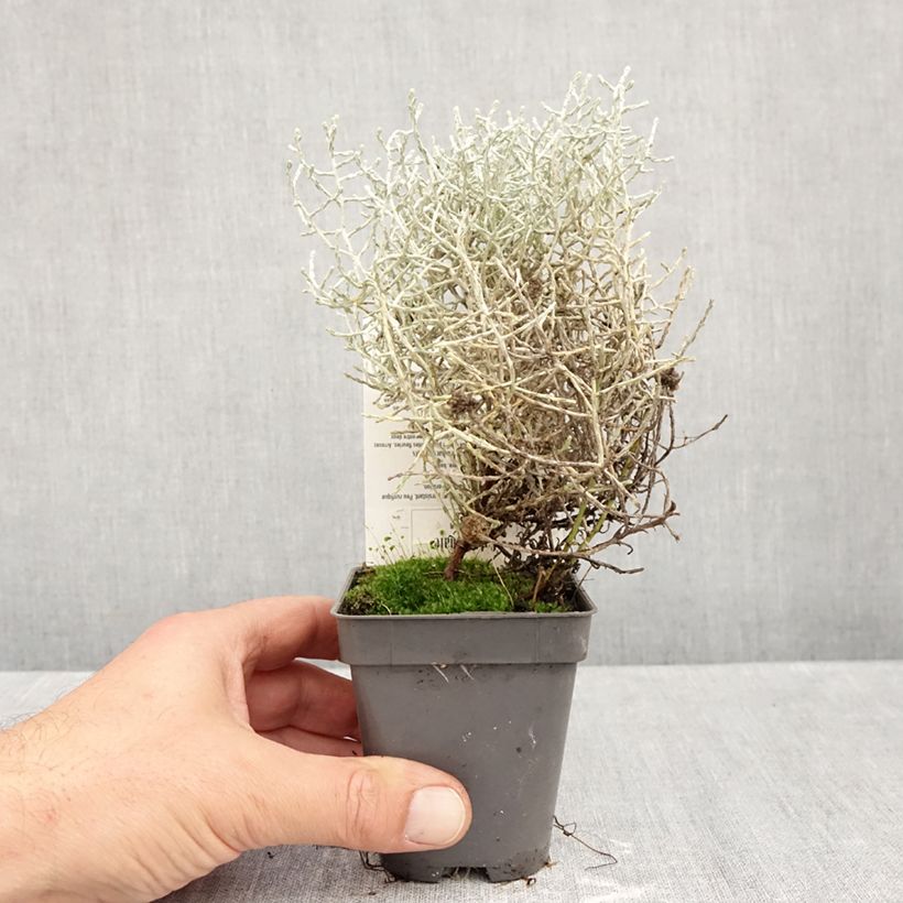 Esimerkki syksyllä toimitetusta Leucophyta brownii 8/9 cm taimiruukku-taimesta