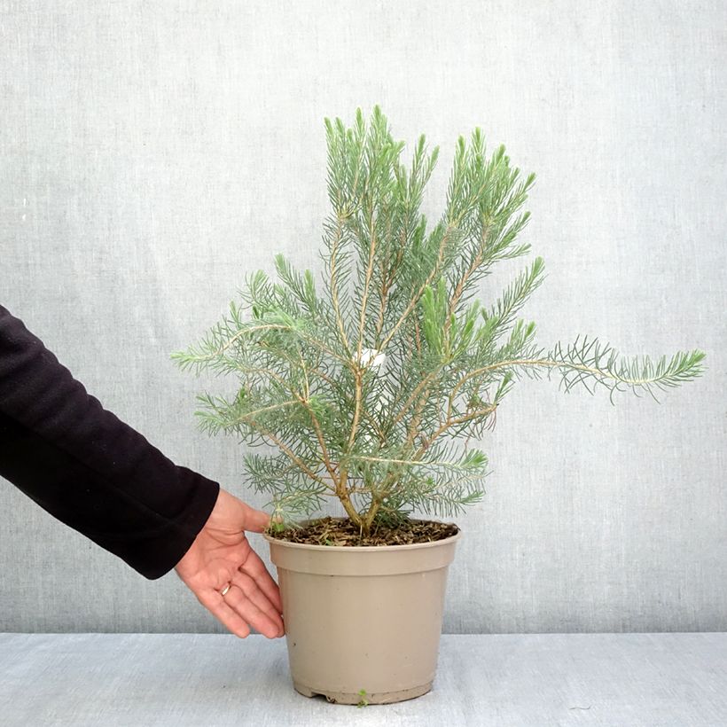 Esimerkki syksyllä toimitetusta Calothamnus quadrifidus Grey Form 4 litran/5 litran ruukku-taimesta