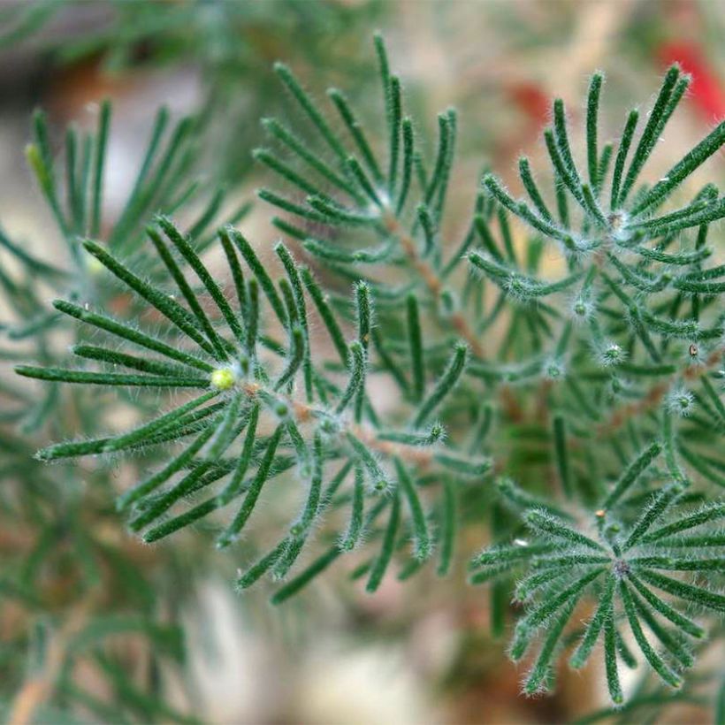 Calothamnus quadrifidus Grey Form (Lehvistö)