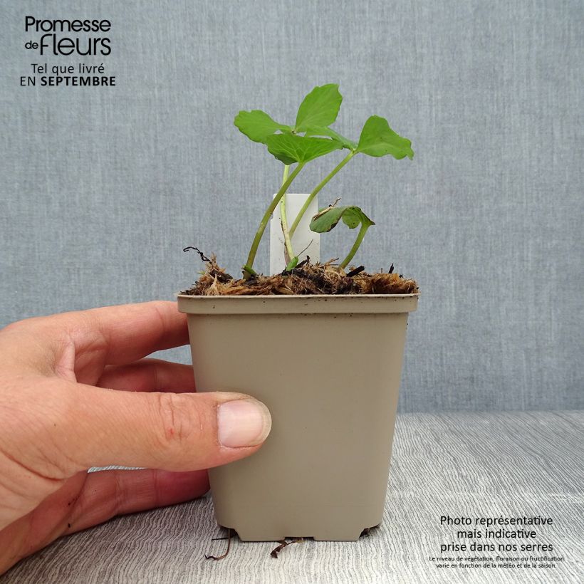 Esimerkki syksyllä toimitetusta Rentukka Plena 8/9 cm taimiruukku-taimesta