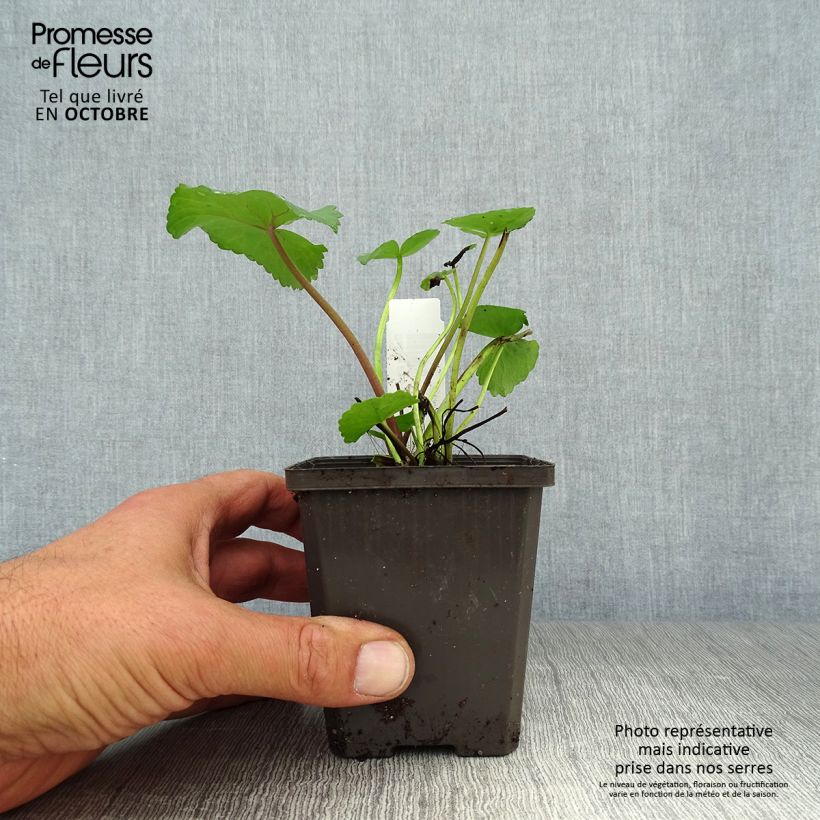 Esimerkki syksyllä toimitetusta Rentukka Polypetala 8/9 cm taimiruukku-taimesta