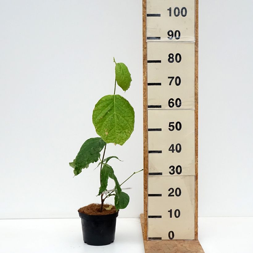 Esimerkki syksyllä toimitetusta Kiinankalukkipensas - Calycanthus chinensis 3 litran/4 litran ruukku-taimesta