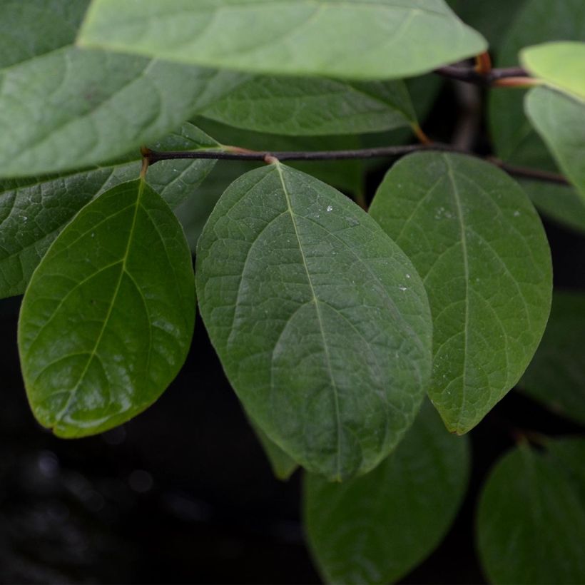 Kalukkipensas - Calycanthus floridus (Lehvistö)