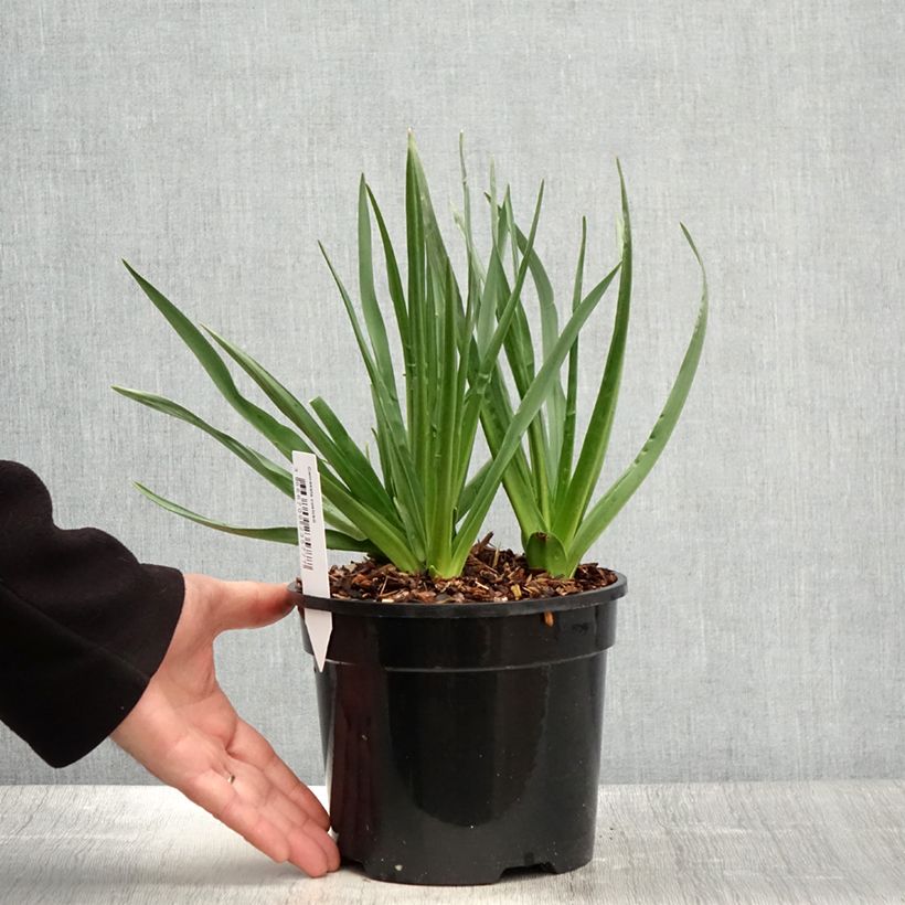 Esimerkki keväällä toimitetusta Oregonintähtihyasintti - Camassia cusickii Pot de 2L/3L-taimesta