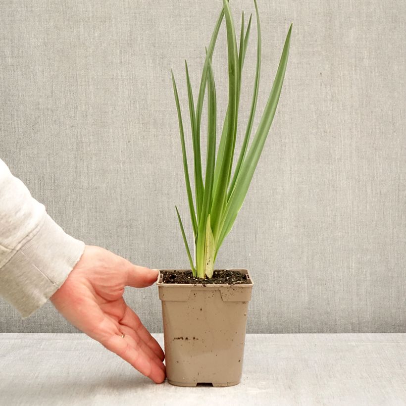 Esimerkki keväällä toimitetusta Isotähtihyasintti Alba Pot de 12 cm / 13 cm size 14+-taimesta