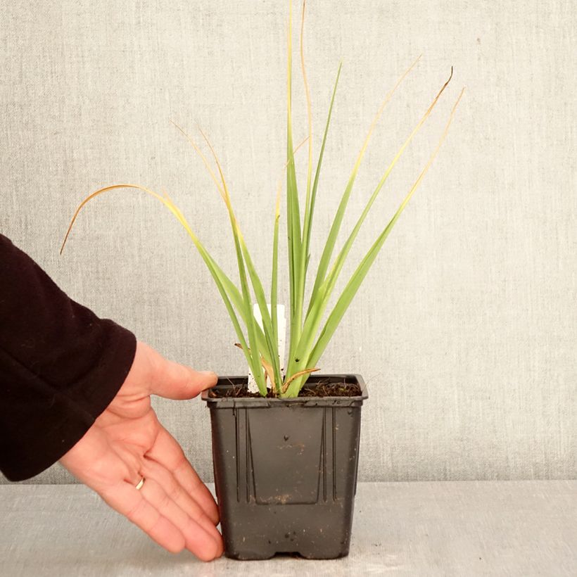Esimerkki keväällä toimitetusta Isotähtihyasintti Alba Pot de 1L/1,5L size 14+-taimesta