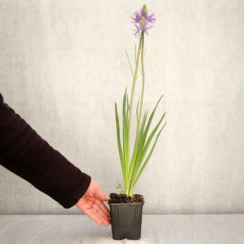Esimerkki keväällä toimitetusta Isotähtihyasintti Caerulea Pot de 1L/1,5L-taimesta